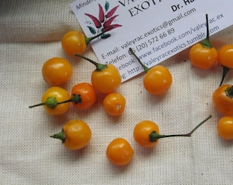 Cumari Wild Chili Pepper, 10 seeds