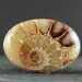 Gorgeous Ammonite cabochon, Jewelry making supplies S7708