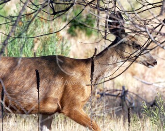 Deer in the Woods 8x8 Fine Art Photography Print with Lustre Finish Donation Made to Animal Charities