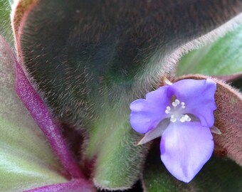 Photo print purple flower