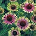 Echinacea Purpurea Green Twister Seeds * Bi-Color Coneflower. Blooms first year!! ... seeds galore