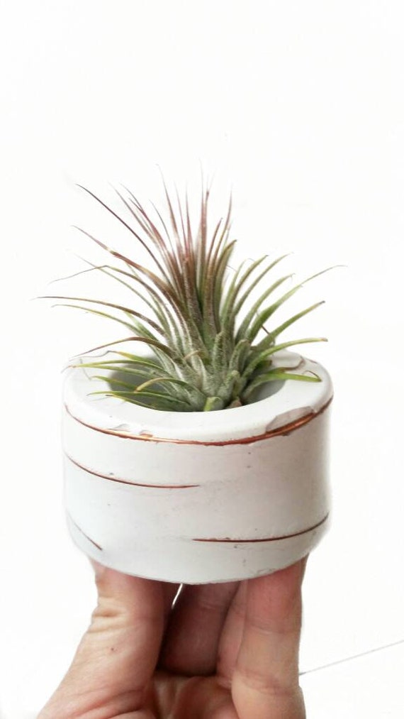 White Concrete Air Planter,Modern planter,Cactus Planter,Air Plant, Ring Dish,Desk Planter, candle holder,Plant lover, Mini Planter
