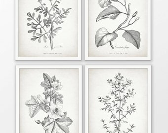 Antique Botanical Print Set of 4 - Botanical Print - Plant Drawing Print - Botanical Art Decor - Set Of Four Prints #1699 - INSTANT DOWNLOAD