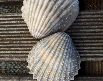 Seashell sea shell grey/beige