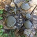 Sea Shells and Star Fish Concrete Molds Set Make these and have some fun.