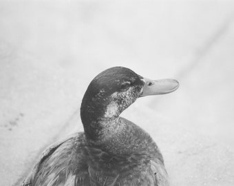 35mm b/w film photograph