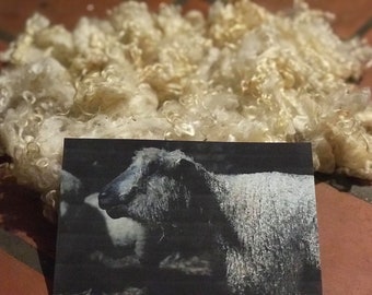 Wensleydale, Fleece, Cream, Washed, Undyed, White, 3 Ounces, Natural, Fiber, Wool, Spin, Felt, White Curls