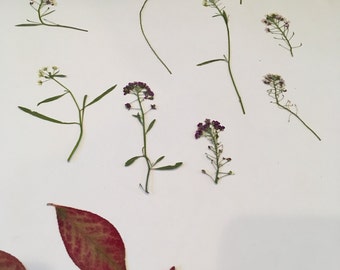 Natural Pressed Flowers - Alyssum
