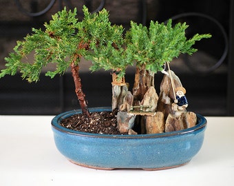 Live Zen Juniper Bonsai Tree - Free Shipping - Nice Gift