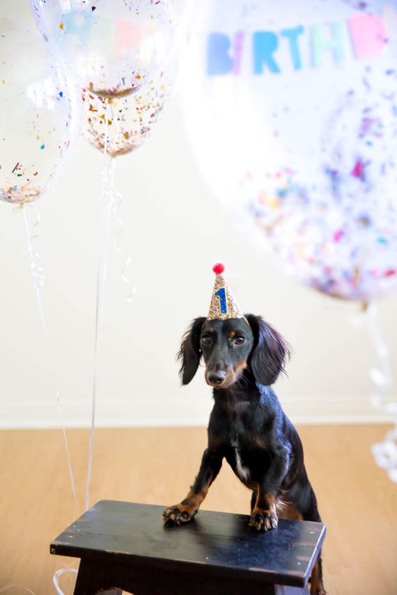 Dog Costume || Dog Birthday || Dog Costume || Dog Birthday Hat || Dog Lover Gift || Dog Clothes || Dog Tag