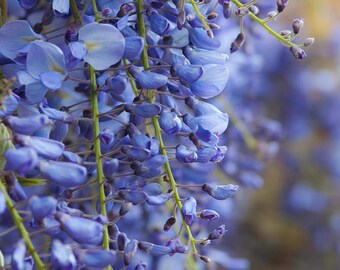 Wisteria Flower Card A6