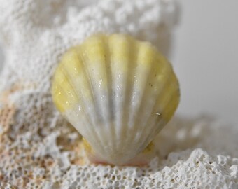 Albino! Rare White Activated Hawaiian Sunrise Shell