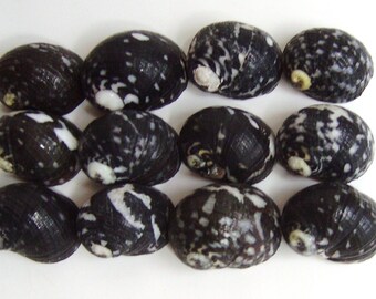 CLEARANCE SALE - One Dozen Unusual Black and White Nautica Shells 3/4 Inch to 1 inch