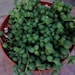 This is a listing for 2 plants, Senecio rowleyanus, or String of Pearls. This is the ultimate plant for a hanging basket.