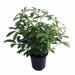 Hawaiian Schefflera Plant - Great Indoors - 4" Pot