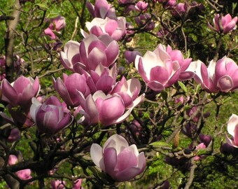 1 magnolia soulangeana