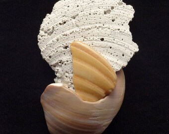 Neocon Shell Pin sessantotto
