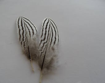 very rare (2) silver pheasant feathers
