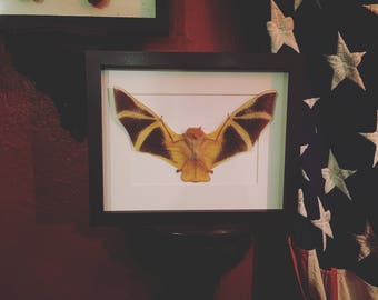 Orange Bat Framed, taxidermy, oddities, entomology