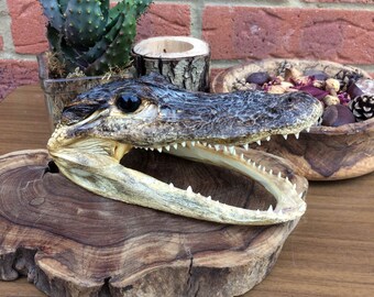 Beautiful Vintage Alligator Reptile Head Taxidermy Mount