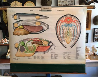 Vintage 1966 mold anatomical chart made in England, mussel, molusco