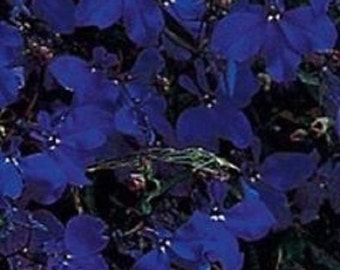 Lobelia Regatta Midnight Blue Flower Seeds / Annual 50+