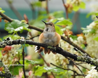 Rufous Hummingbird - Digital Download