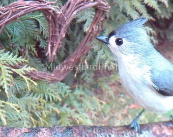 Valentine's Day Card of a Tufted Titmouse for Valentine's Day