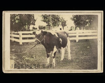 Rare 1860s CDV of a Cow! Hand-Tinted