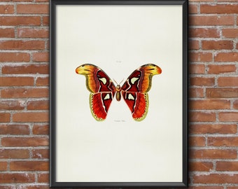 Old vintage Illustrations of insects-Orange Butterfly