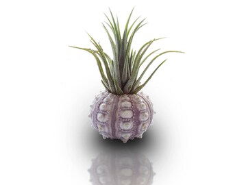 Air Plant in Sea Urchin Holder, Mini Planter, Seashell Planter, Modern Planter, Home Decor, Air Plant Planter, Plant Holder