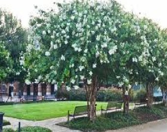 4 Pack - Natchez Crape Myrtle Trees - Spectacular White Blooms - Spring to Fall