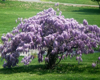 Blue Wisteria - 3 pack, 2.5" Potted Plant, 10" - 14" Tall Chinese Wisteria, Landscaping, Super Roots, Showy, Fragrant Plant, Flowering Tree