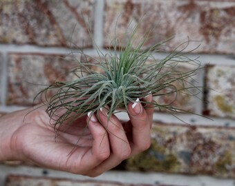 Air Plant Tillandsai Magnusium