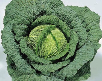 VKCS)~"ORMSKIRK" SAVOY Cabbage~Seeds!~~~Great Winter Variety!