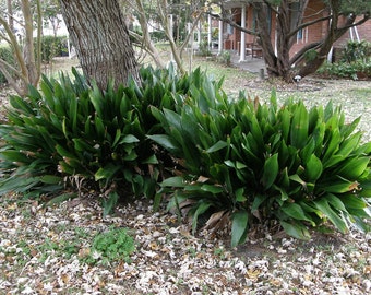 Cast Iron Plant-Aspidistra elatior-Easy to grow ornamental - Lot of 5 Rhizomes/Roots