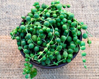 String of Pearls - Succulent Senecio - 4 inch pot