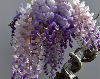 30pcs Purple Wisteria Flower Seeds Perennial Climbing Plants Bonsai Home Garden