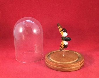 6# Entomology Taxidermy Locust Cicada Specimen Glass Dome Display insect bug specimen
