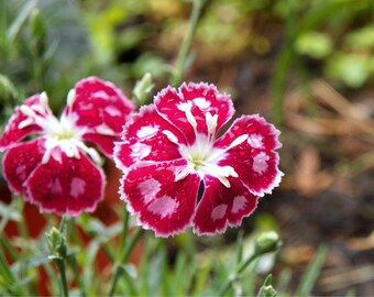 Morning Dew on Flower