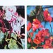 Vintage Collectible flowers postcards , Vietnamese postcards , retro postcard , set of 2 C0024
