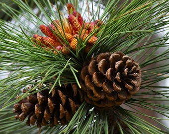 5 Arizona Ponderosa Pine Cones, Pinecones, Craft Supplies, Fall Decor, Wedding Decor, 100% Organic all natural handpicked
