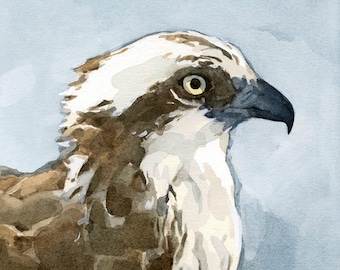 Osprey Watercolor Painting - 5x5 Bird Art Print, nature wildlife art
