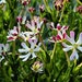 Night Phlox Midnight Candy * Very Fragrant Heirloom!! Seeds Zaluzianskya capensis Night bloomer!! ... seeds galore
