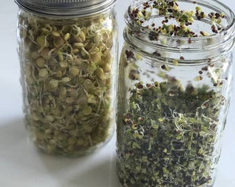 Sprouting Kit - Broccoli Sprouts