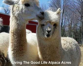 Alpaca Print - Holly & Harmony