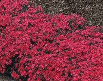 Phlox Scarlet Beauty 50 Seeds - Blooming whole summer long