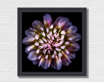 Pastel Flower - Photo Art framing floater