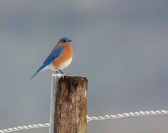 Blue Bird in Winter