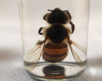 Single Bee Wet Specimen